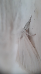 Hyphantria cunea