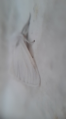 Hyphantria cunea