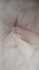 Hyphantria cunea