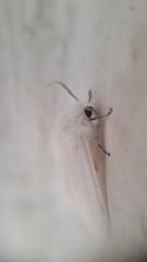 Hyphantria cunea