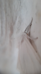Hyphantria cunea