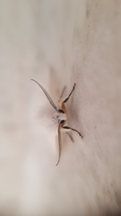 Hyphantria cunea
