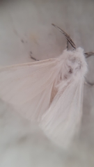 Hyphantria cunea