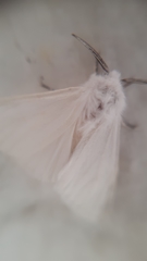 Hyphantria cunea