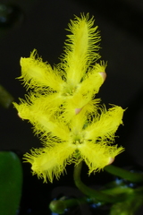 Menyanthaceae