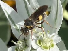 Nysson plagiatus