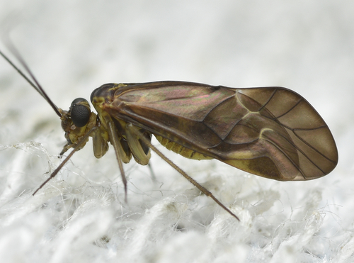 Metylophorus nebulosus (Stephens, 1836)