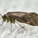 Cloudy Brown Barklouse - Photo (c) Rasmus Allesoee, some rights reserved (CC BY-NC), uploaded by Rasmus Allesoee