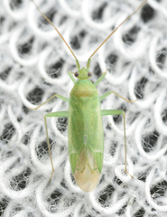 Blepharidopterus diaphanus