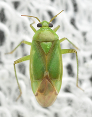 Neolygus viridis