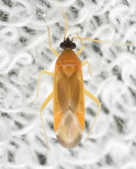 Phylus melanocephalus