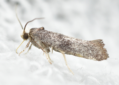 Swammerdamia pyrella