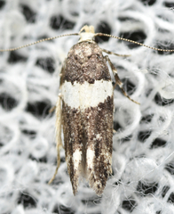 Recurvaria leucatella