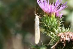 Eilema pseudocomplana