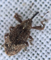 Anthonomus pomorum