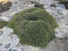 Genista acanthoclada