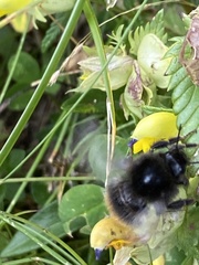 Bombus wurflenii