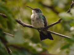 Chrysuronia leucogaster