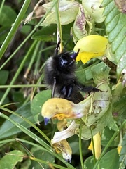 Bombus wurflenii