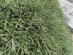 Genista acanthoclada