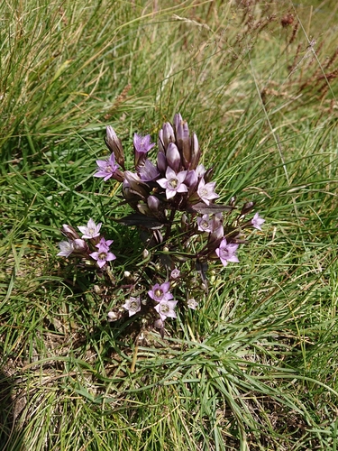 Image of Gentianella ramosa by no rights reserved