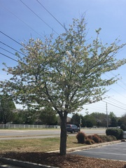 Magnoliopsida