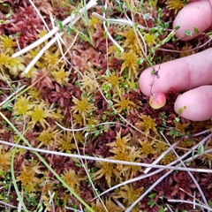 Vaccinium microcarpum