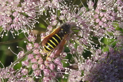 Dolichovespula sylvestris