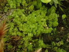 Scapania cuspiduligera