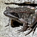 Iberian Frog - Photo (c) Pazos, some rights reserved (CC BY-NC), uploaded by Pazos