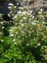 Saxifraga aquatica