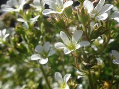 Saxifraga aquatica