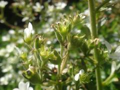Saxifraga aquatica
