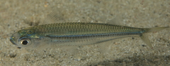 Atherinomorus vaigiensis