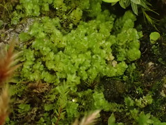 Scapania cuspiduligera