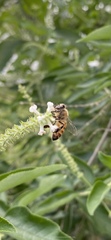 Apis mellifera image