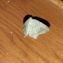 Oxymacaria temeraria