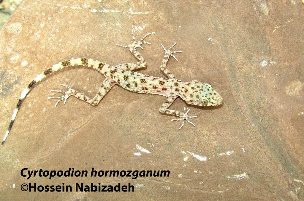 Hormozgan Thin-Toed Gecko