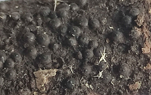 Rosellinia aquila, 2021-02-10