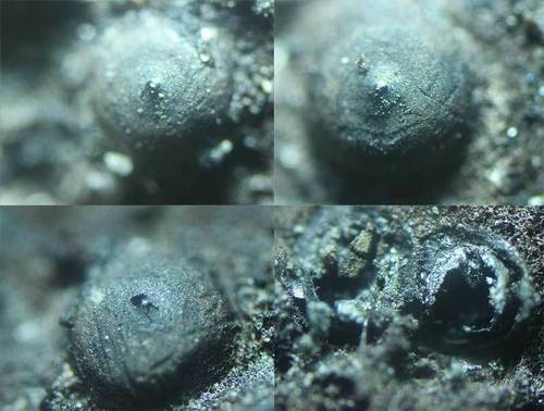 Representative image of Rosellinia aquila