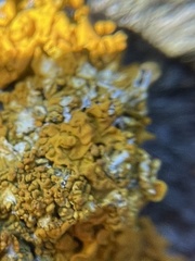 Xanthoria calcicola