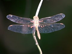 Sympetrum meridionale