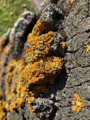 Xanthoria calcicola