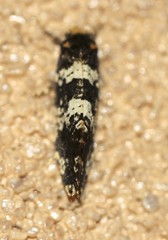 Ardiosteres moretonella