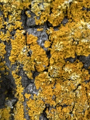 Xanthoria calcicola
