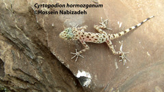 Cyrtopodion hormozganum