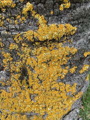 Xanthoria calcicola