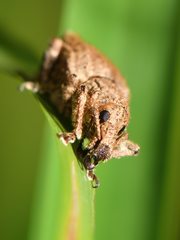 Chalepistes costifer