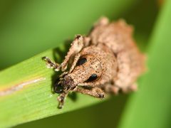 Chalepistes costifer