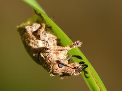 Chalepistes costifer